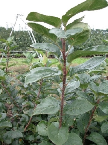 園芸学会ホームページ - Japanese Society for Horticultural Science